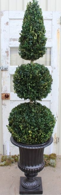 60" Boxwood Double Ball Cone